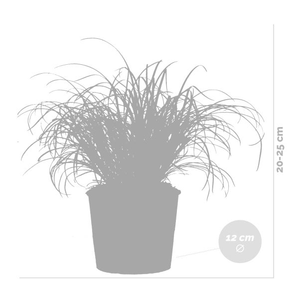 Bloomique - 6er Set - Cyperus Zumula - Katzengras Fertig Gewachsen - Zimmerpflanzen - Pflegeleicht - Haustierfreundlich - Höhe 20-30 cm - Topf 12 cm