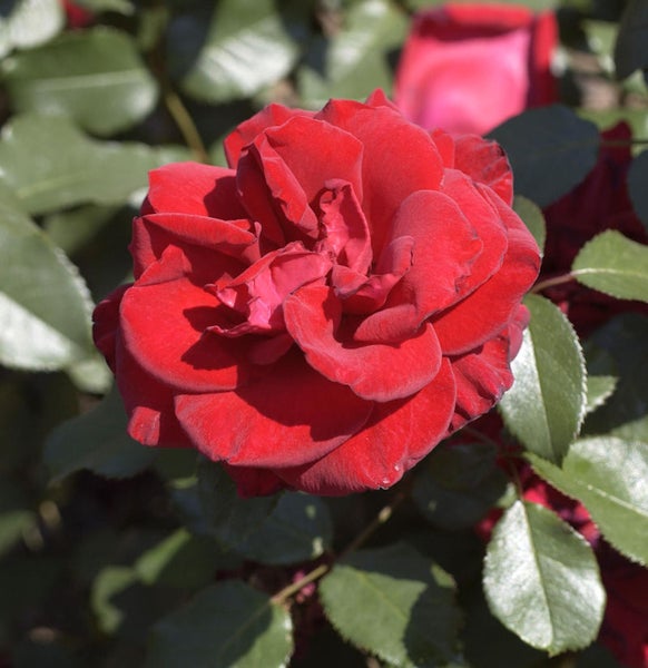 Nahaufnahme einer roten Rose mit grünen Blättern