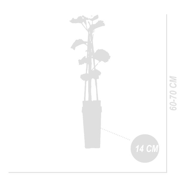 Bloomique - Vitis Vinifera 'Vroege van der Laan' - Traubenpflanze - Weiße Trauben - Obstpflanzen - Gartenpflanzen - Winterhart - ⌀14 cm - Höhe 60-70 cm