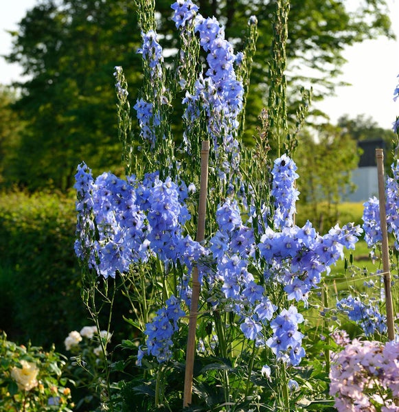Blauer Rittersporn im Garten mit Bambusstäben zur Unterstützung.