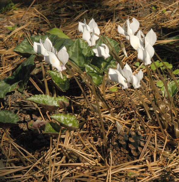 Gruppe von weißen Alpenveilchen mit Blättern und Kiefernzapfen