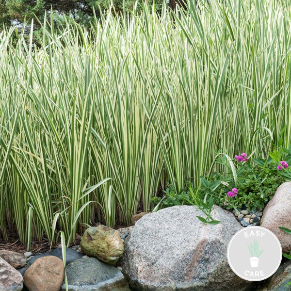 Acorus Calamus – Süßwassermelone – Teichpflanze – Pflegeleicht – Zone 2-3 – ⌀09 cm – ↕10-20 cm