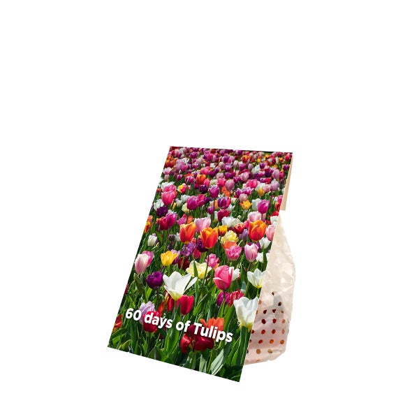 Bloomique - Mischung aus 20- bis 60-tägigen Tulpen - Tulpenzwiebeln - Farbmischung - Blumenzwiebeln - Frühlingsblüher - Mehrjährige Pflanzen - Wird bis zu 25-60 cm groß