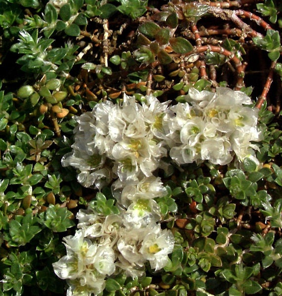 Blühende Quellkrautpflanze im Detail