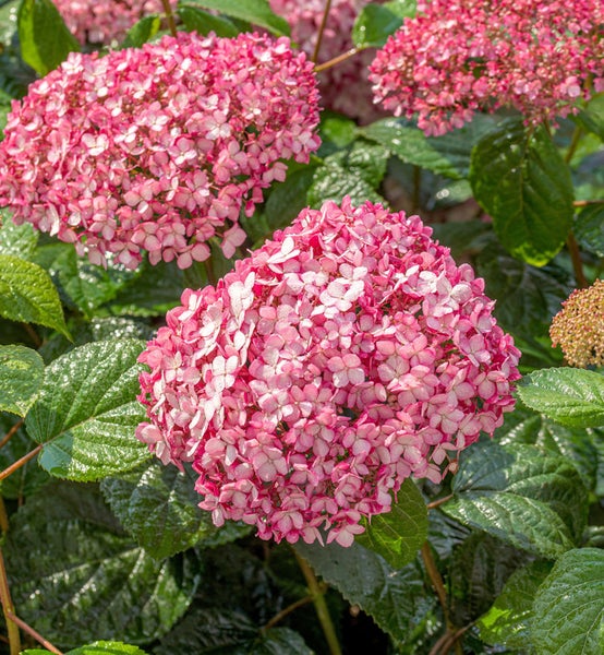 Nahaufnahme einer rosa Hortensienblüte mit grünen Blättern.