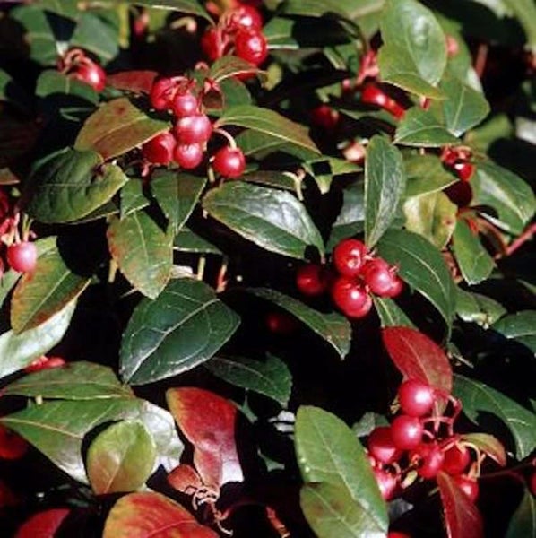 Nahaufnahme einer Kriechmyrte Pflanze mit roten Beeren und grünen Blättern.
