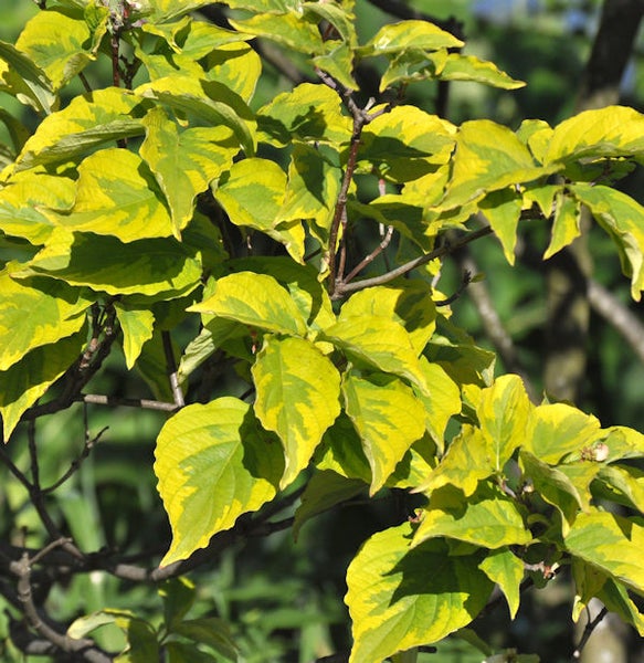 Nahaufnahme eines Gold-Hartriegels mit Blättern an Ästen.