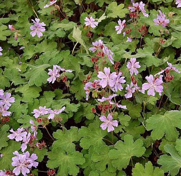 Blütenstand mit Storchschnabel und Laubblättern
