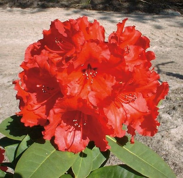 Rhododendronblüte mit roten Blütenblättern und grünen Blättern