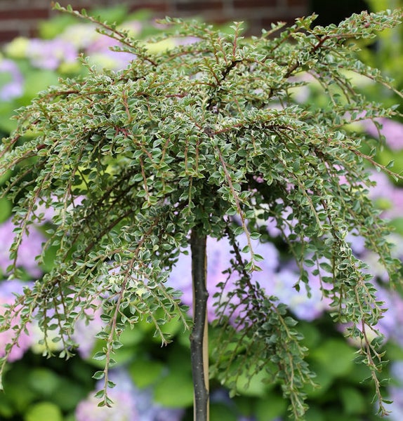 Zwergmispelbaum mit grünen Blättern im Garten