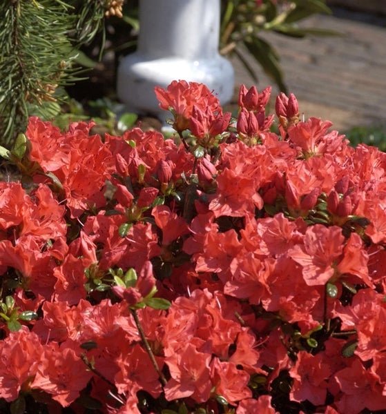 Blühende Azalee im Garten