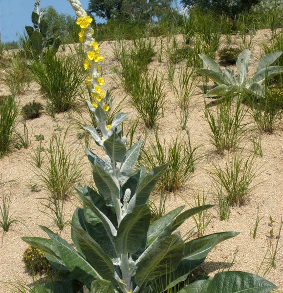 Königskerze im Garten mit Grasbewuchs