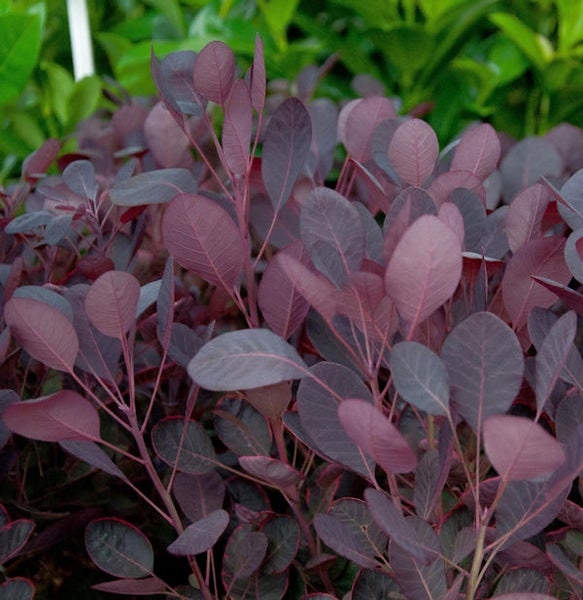 Nahaufnahme eines Perückenstrauchs mit roten Blättern.