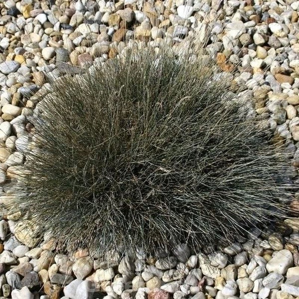 Blaugras Pflanze im Garten