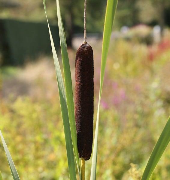Rohrkolben mit Blättern im Garten
