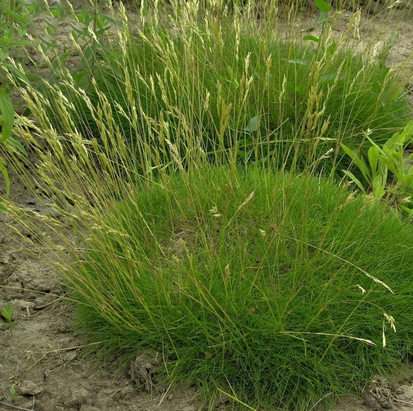 Detailaufnahme von Rasenpflanzen im Garten.