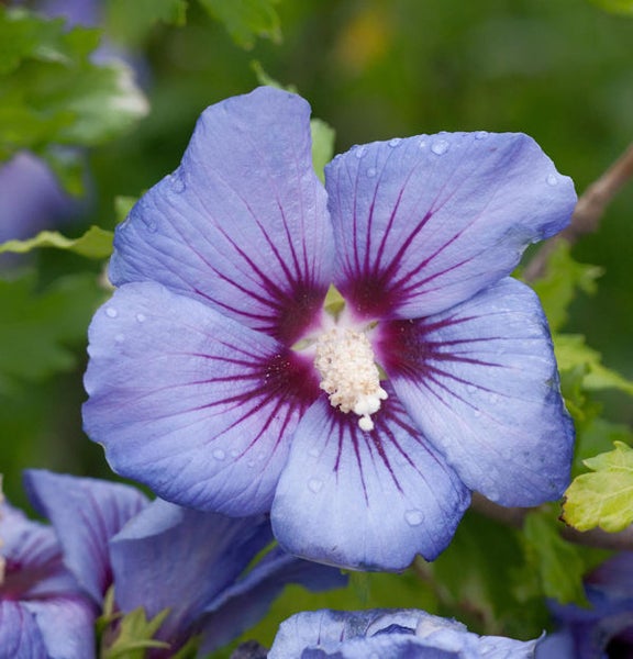 Nahaufnahme einer blauen Hibiskusblüte mit dunkelroten Streifen.