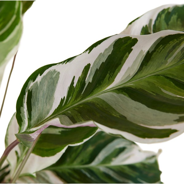 Bloomique - Calathea White Fusion - Korbmarante - Zimmerpflanzen - Pflegeleicht - Luftreinigend - Höhe 40-50 cm - Topf 14 cm