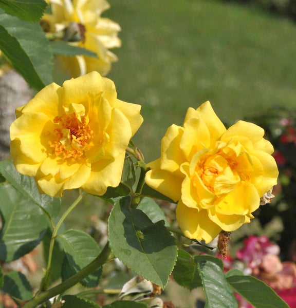 Gelbe Rosenblüten im Garten
