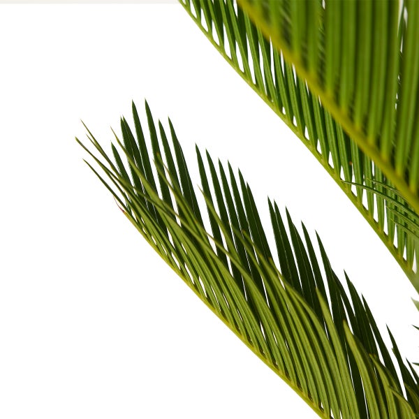 Bloomique - Cycas Revoluta - Palmfarn - Sagopalme - Palme - Sehr Pflegeleicht - Höhe 60-70 cm - Topf 17 cm