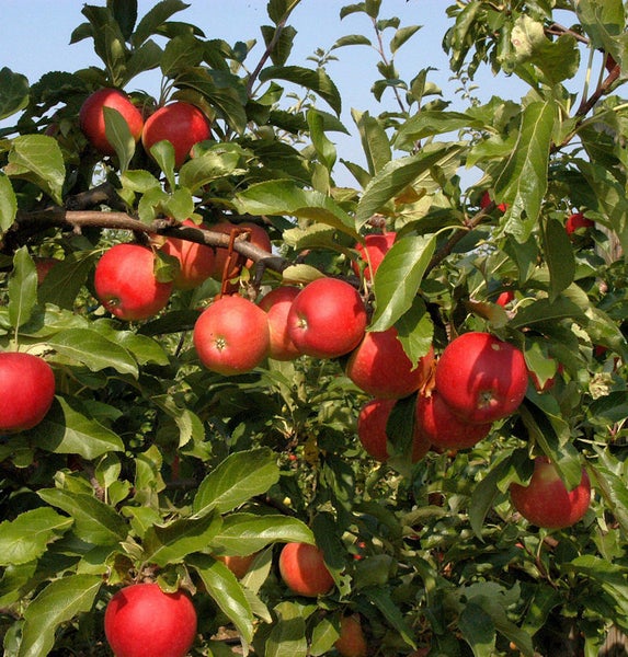 Apfelbaum mit reifen Äpfeln und grünen Blättern