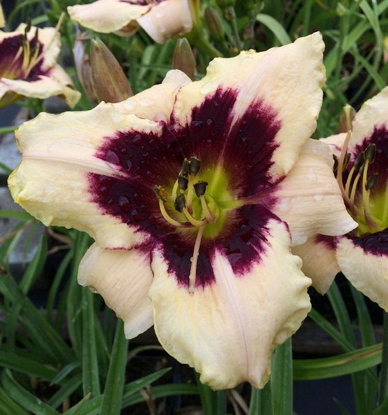 Nahaufnahme einer Taglilienblüte mit creme- und burgunderfarbenen Blütenblättern