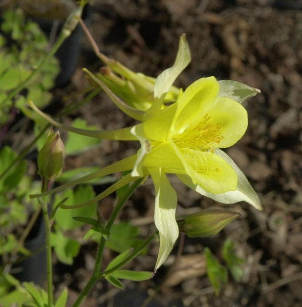 Gelbe Akelei im Garten
