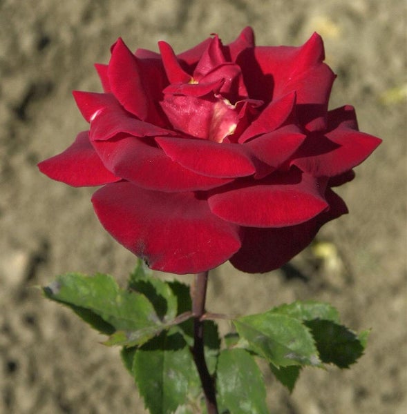 Nahaufnahme einer roten Rosenblüte mit grünen Blättern
