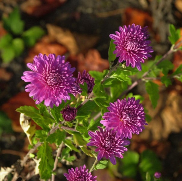 Nahaufnahme von violetten Chrysanthemen im Garten
