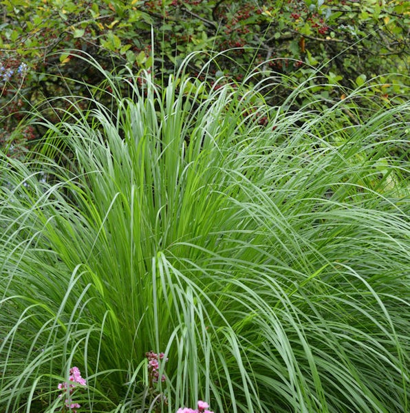 Chinaschilf im Garten