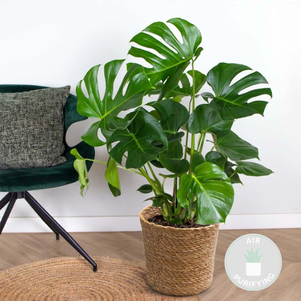 Monstera Deliciosa inkl. Seegraskorb - Desodorierend - ⌀21 cm - ↕70-80 cm