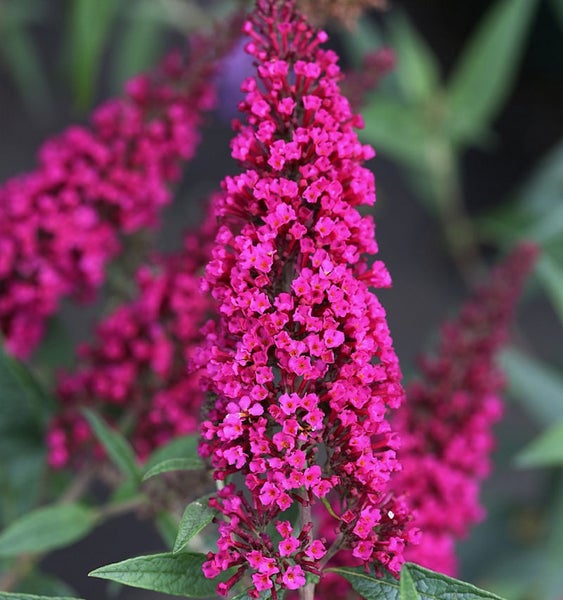 Schmetterlingsflieder mit pinkfarbenen Blüten