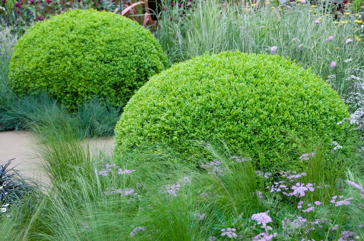Bloomique - 18er Set - Buxus Sempervirens - Buchsbaum - Heckenpflanzen Winterhart - Gartenpflanze - Höhe 15-20 cm - Topf 9 cm