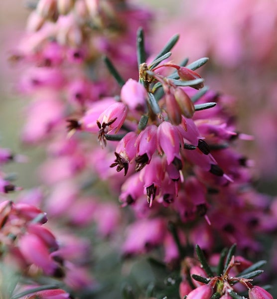 Nahaufnahme von Heidekrautblüten
