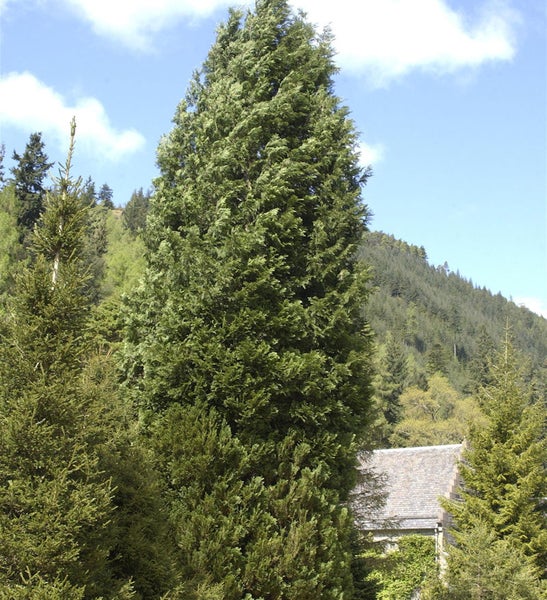 Imposanter Nadelbaum im Garten