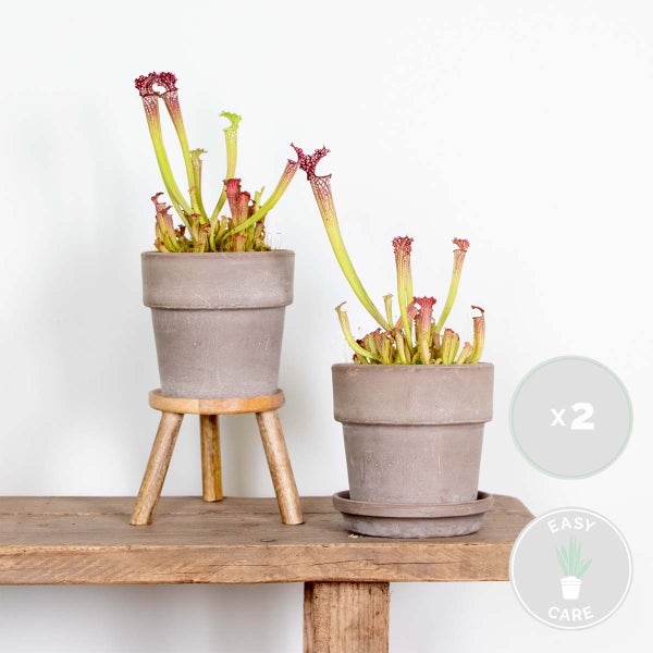 2x Sarracenia 'Juthatip Soper' – Fleischfressende Pflanze – Pflegeleicht –⌀12 cm – ↕10-20cm