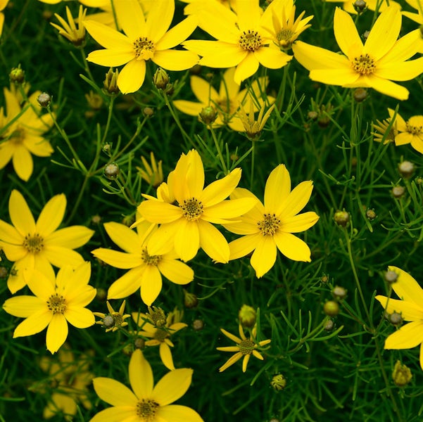 Nahaufnahme von Coreopsis-Blüten im Garten.