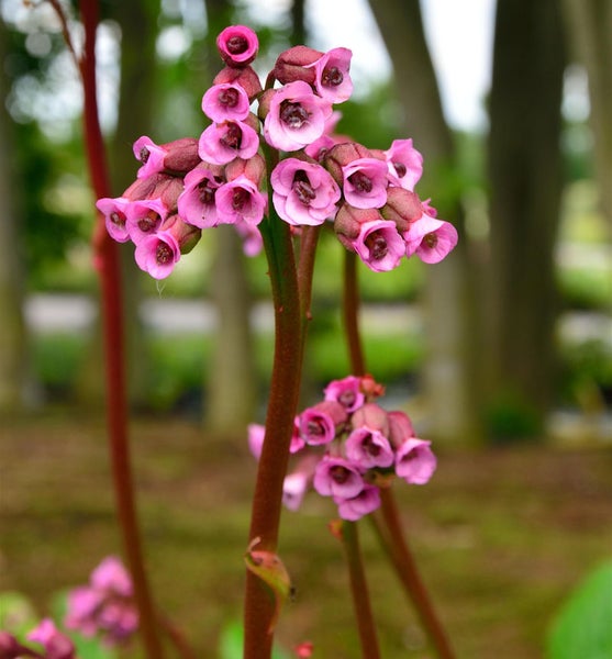 Nahaufnahme einer blühenden Bergenie Pflanze