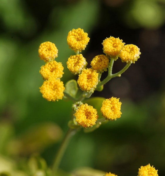Nahaufnahme der gelben Blütenstände von Rainfarn
