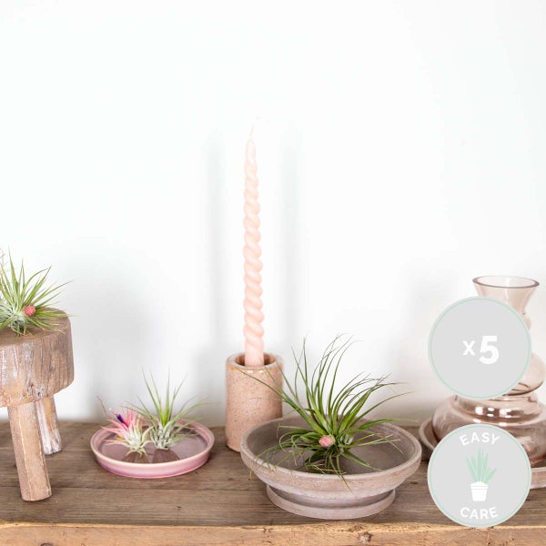 5x Tillandsia Mix - Luftpflanzen - Zimmerpflanze - Pflegefreundlich