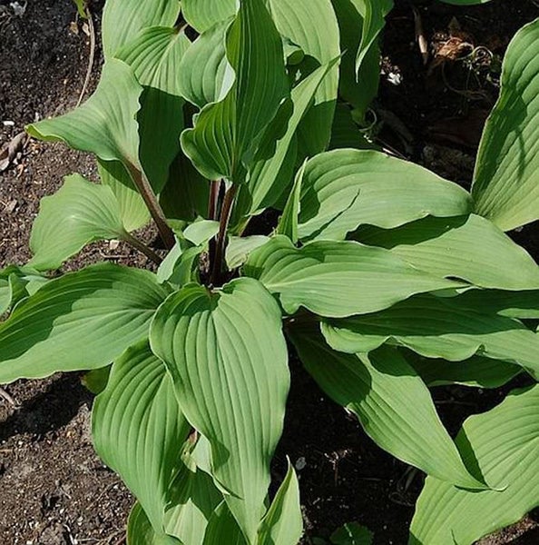 Funkie mit grünen Blättern im Gartenbeet