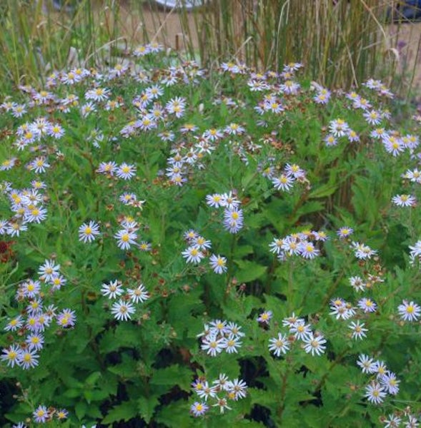 Kissenaster-Pflanze mit Blüte im Garten
