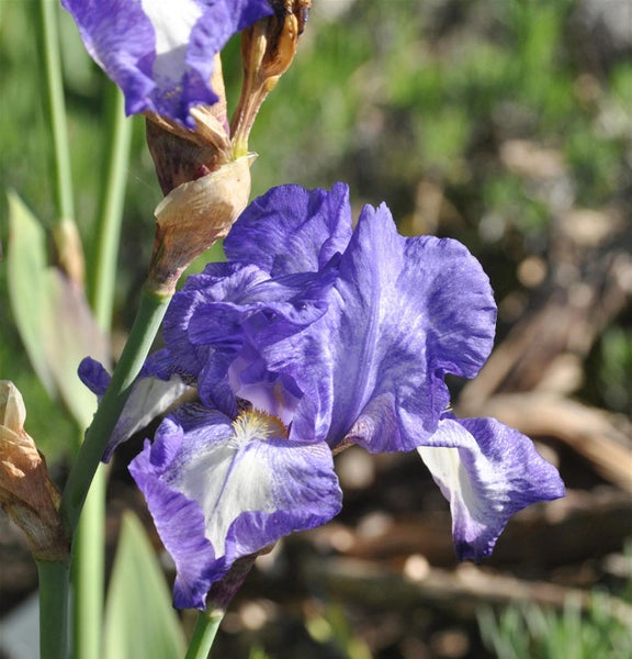 Nahaufnahme einer blauen Schwertlilie im Garten.