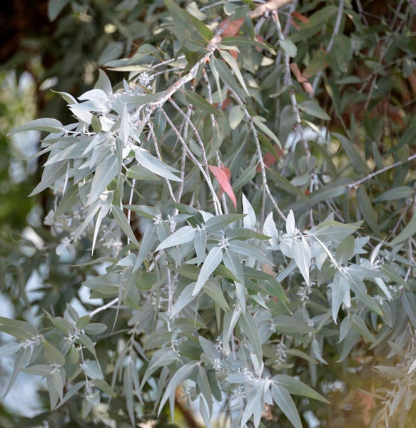 Nahaufnahme von Eukalyptusbaumblättern an Ästen
