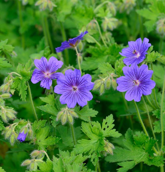 Blütenstand des Storchschnabels im Garten
