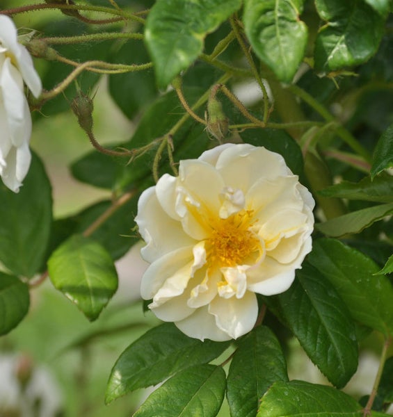 Nahaufnahme einer hellen Rose mit grünen Blättern