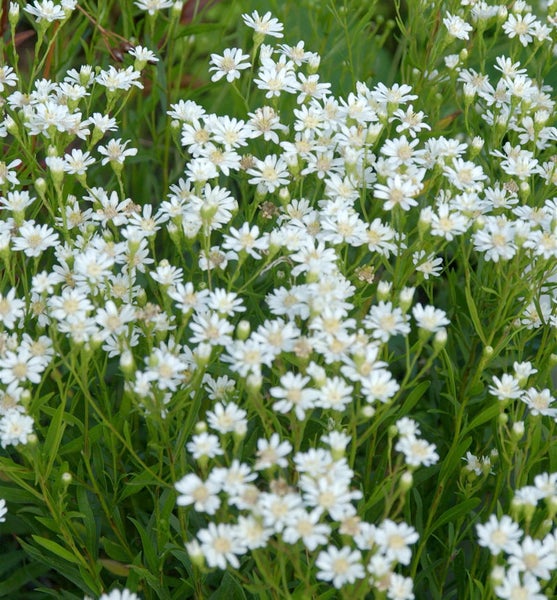 Nahaufnahme von weißen Glattblatt-Aster Blumen