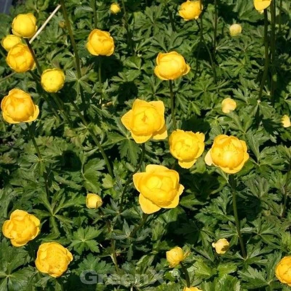 Blühende Trollblumen im Garten