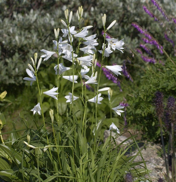 Nahaufnahme einer Gruppe weißer Trichterlilien im Garten.