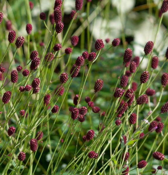 Großansicht von Wiesenknopf-Blüten im Gartenbeet